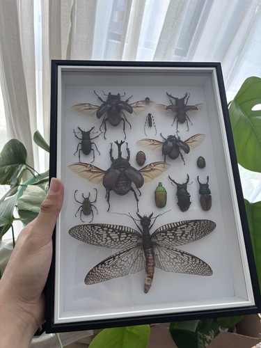 Präparierte insekten - präparierte, im