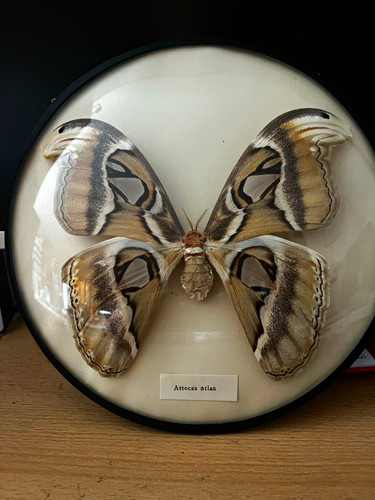 Attacus atlas schmetterling - attacus,