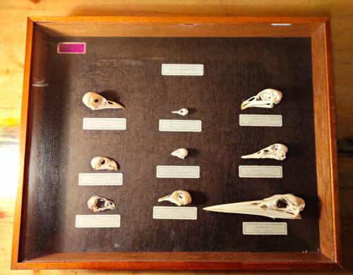 Vogelschädel sammlung - vogelschädel-sammlung, im