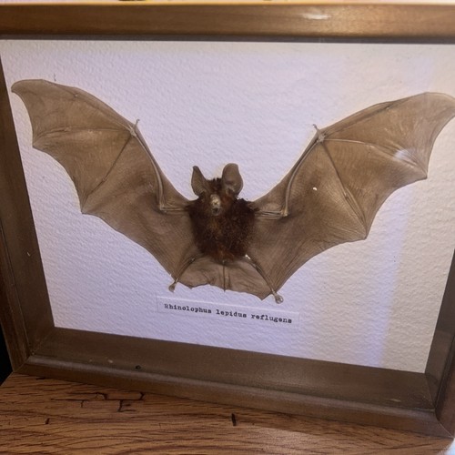 Fledermaus hufeisennase - fledermaus,