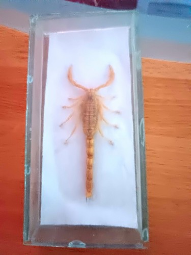Skorpion präparat - präparat, im