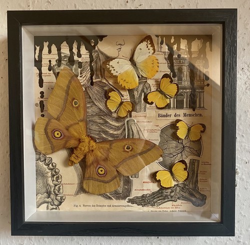 Schmetterlinge schaukasten - schmetterlinge, im